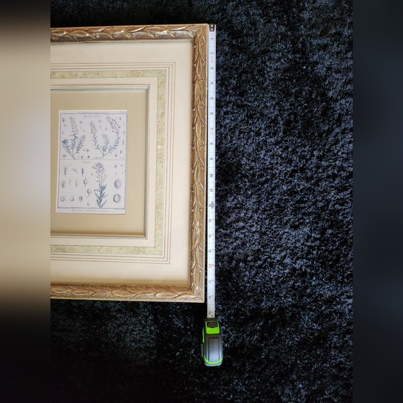 3 vintage Botanical framed prints - Picture 11 of 12